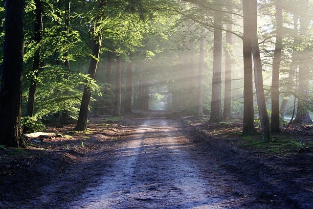 Forest path with sunbeams