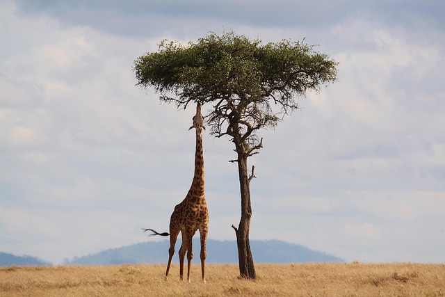 Wildlife in an open savanna with giraffes